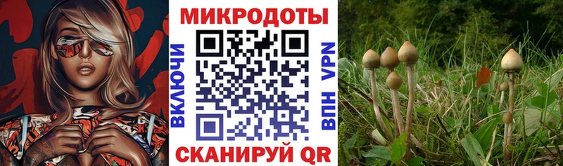 Псилоцибиновые грибы MAGIC MUSHROOMS  дарк нет официальный сайт  Богданович 